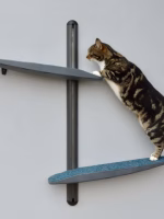 Catipilla kattenloop