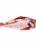 Ferribiella Makreel met Matatabi 20cm