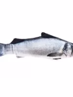 Zeebaars met Matatabi 20cm